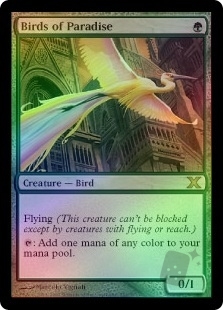 Birds of Paradise