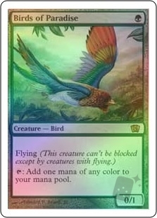 Birds of Paradise