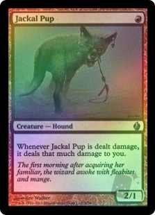 Jackal Pup