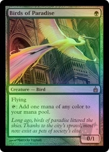Birds of Paradise