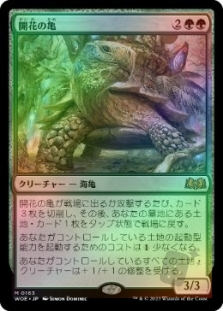 Blossoming Tortoise