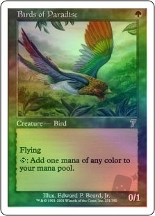 Birds of Paradise
