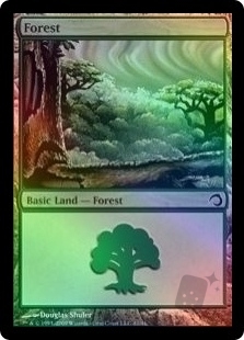 Forest (41)