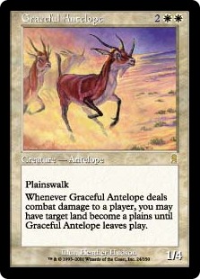 Graceful Antelope
