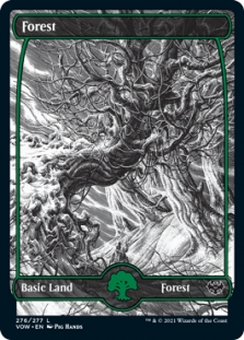 Forest (276) (Full Art)